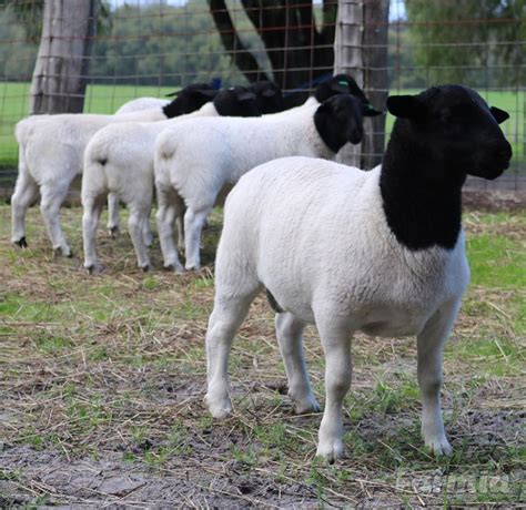 Dorper sheep for sale near me - dorper sheep. in New South Wales. Aussie White cross Dorper Sheep Mob - 20 ewes 1 Ram $1500 the lot. Dorpers, plus Dorpers X 1 Ram 6 Ewes - all have lambed 1 female lamb 5 male lambs Lambs - born between July - September 2023 $1500.00 for all or $150.00 each. I have 6 fat dorper wethers all around 12 months old.